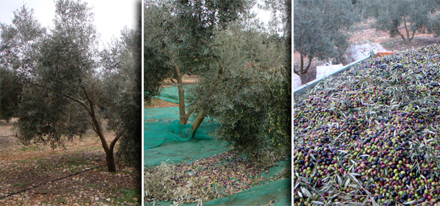 Oli de Jornets Mallorca